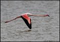_9SB1046 greater flamingo